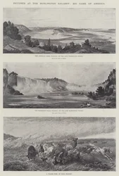 Bilder på Burlington Gallery, Big Game of America